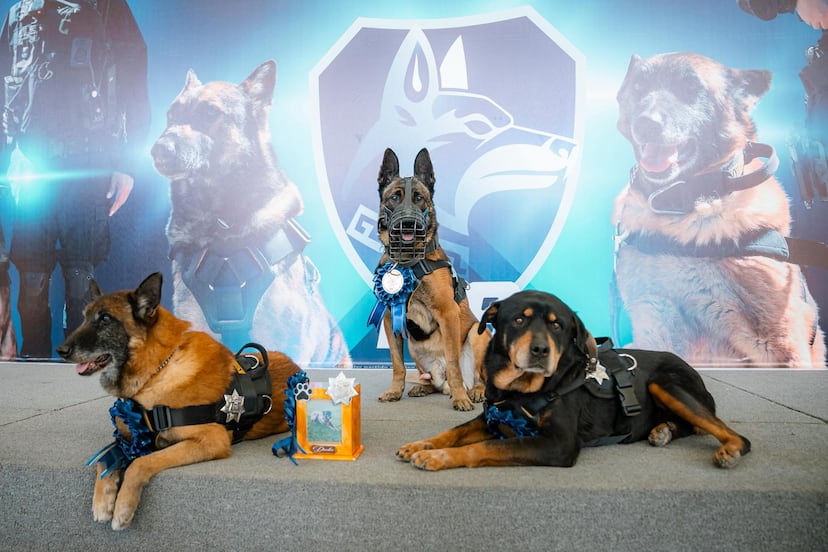 Jubilan a tres canes policías en El Marqués