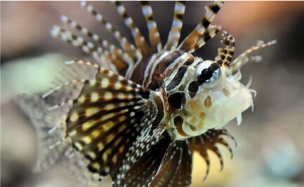 Veneno del pez león podría disminuir células cancerígenas