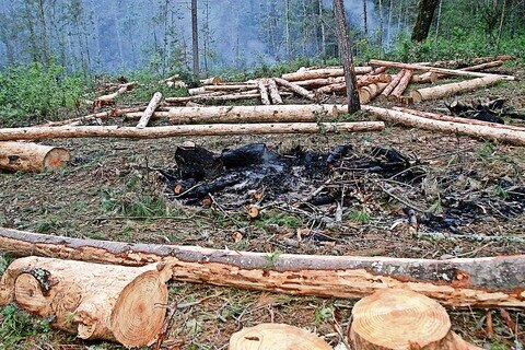 Plaga devora Sierra Gorda, alerta ONG