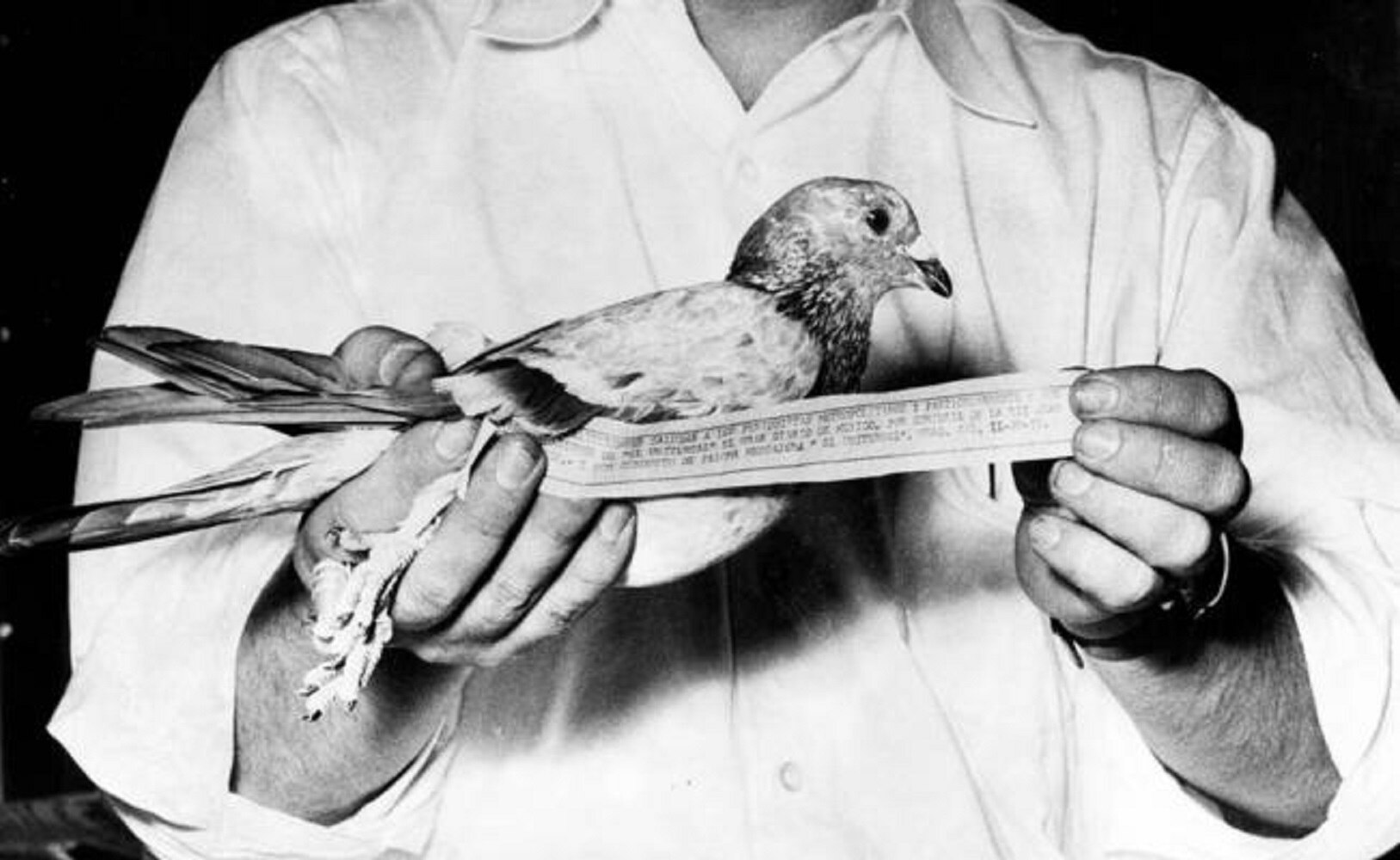 Cuando las palomas fueron fotógrafas... Y espías