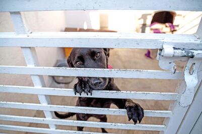 Prevén crear una segunda unidad de control animal