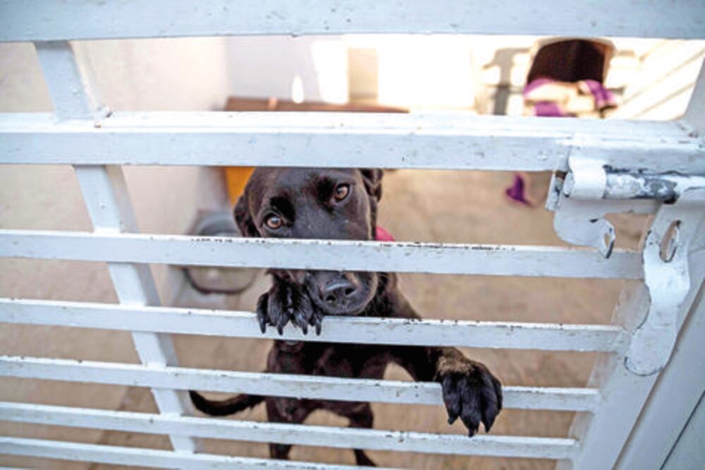 Prevén crear una segunda unidad de control animal