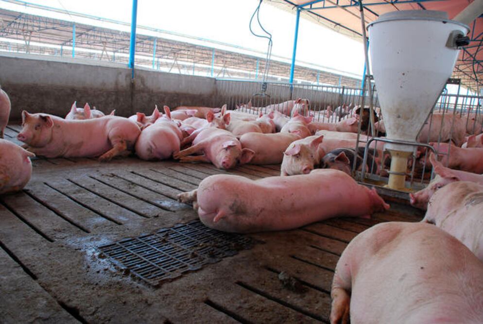 Productores porcícolas afirman ser los grandes perdedores del TLCAN (ARCHIVO EL UNIVERSAL)