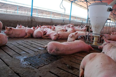 Porcicultores buscan igualar condiciones