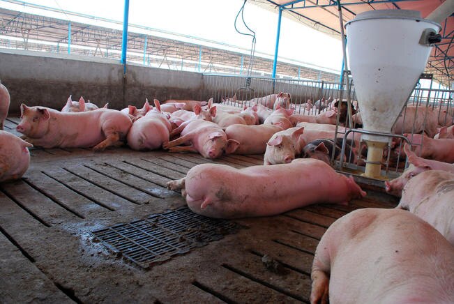 Productores porcícolas afirman ser los grandes perdedores del TLCAN (ARCHIVO EL UNIVERSAL)