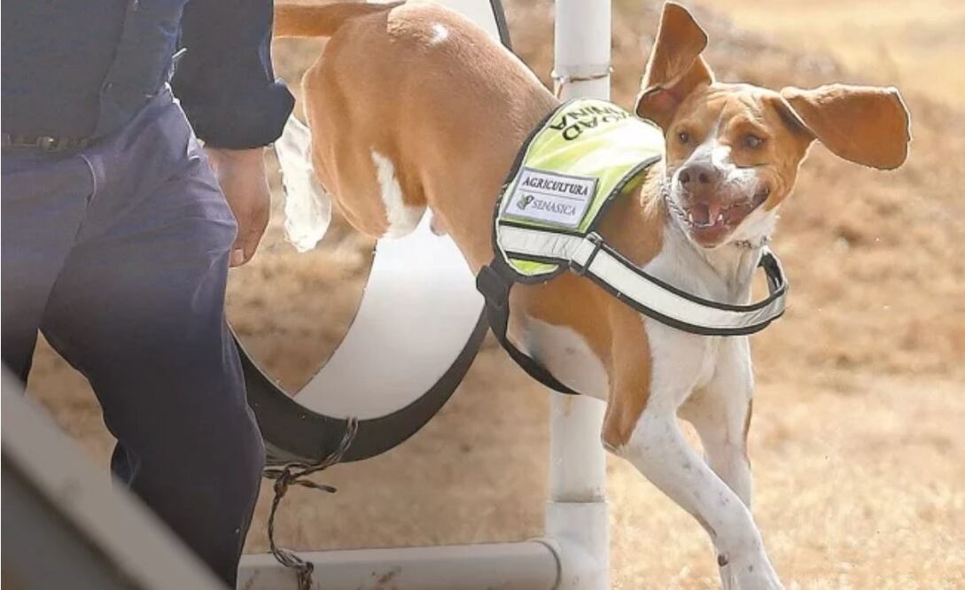 La escuela de entrenamiento canino del Senasica, además de proteger al país de enfermedades y plagas, capacita a perros abandonados para emplearlos como inspectores en aeropuertos y carreteras. Fotos: BERENICE FREGOSO. EL UNIVERSAL