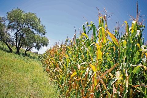 Combaten plagas en campo de SJR