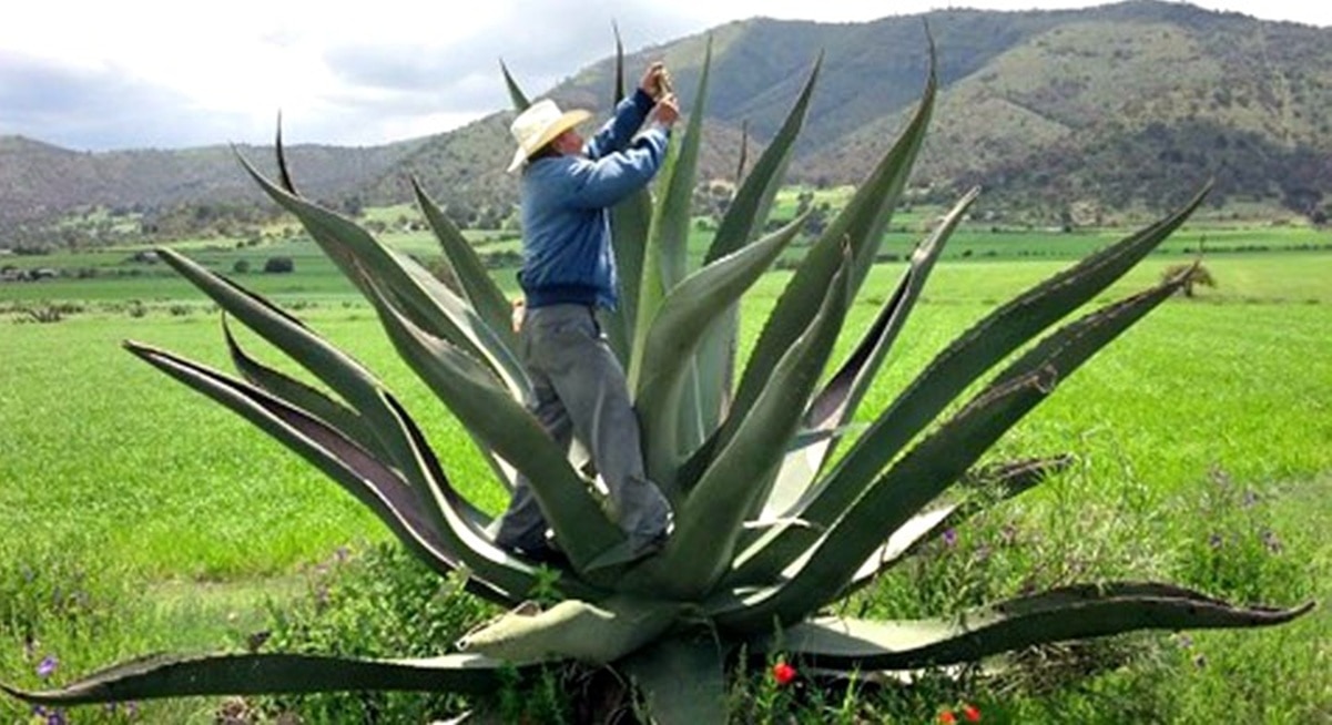 Foto: Gobierno de México.