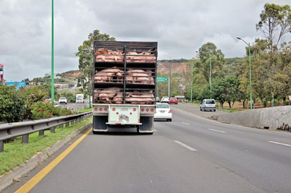 Sube venta de cerdo por fiestas patrias