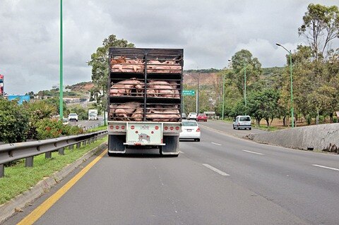 Sube venta de cerdo por fiestas patrias