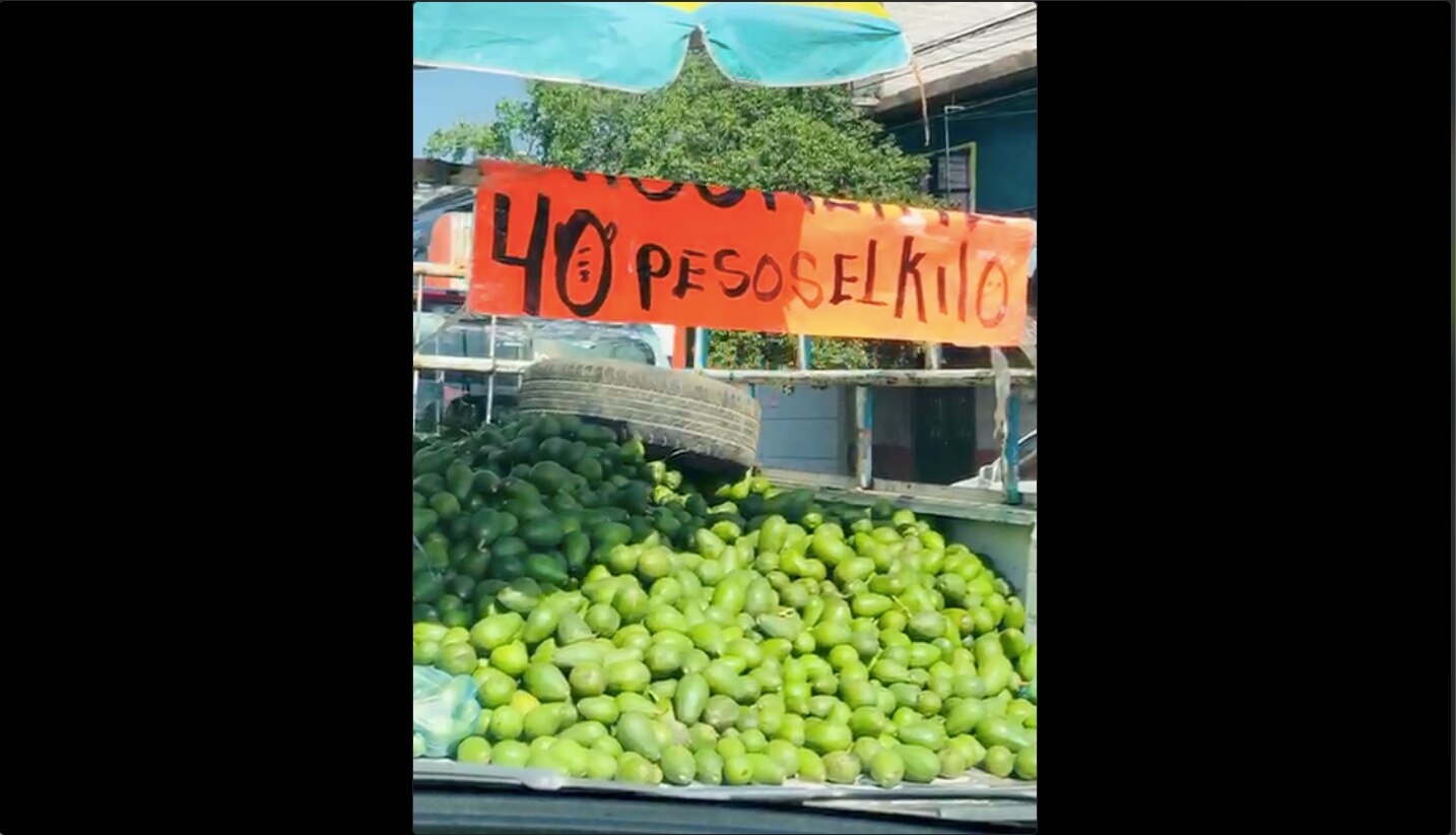 Video. Venden a 40 pesos el kilo de aguacate en Querétaro