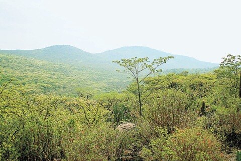 Es área protegida un tercio