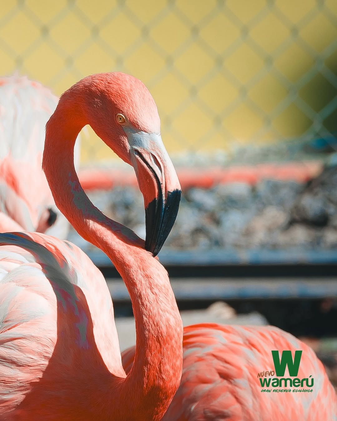 Flamencos en Wamerú. Foto: wamerureservaecologica