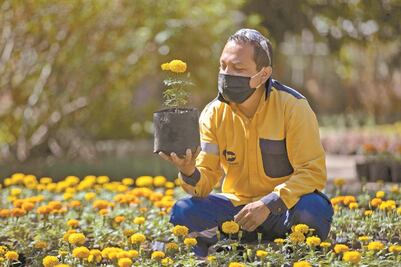 Con cuidado y dedicación, así crece la flor de cempasúchil que adorna la ciudad