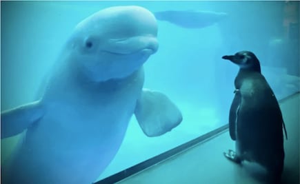 Pingüinos y belugas juegan juntos en este acuario cerrado por Covid-19