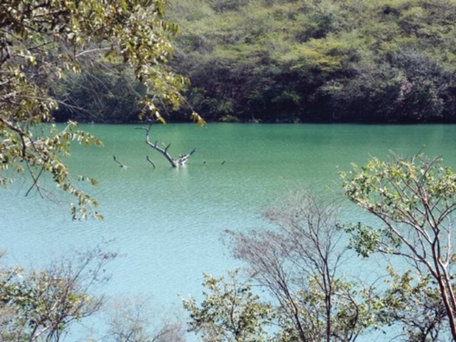 Habitantes  avistaron a un cocodrilo 