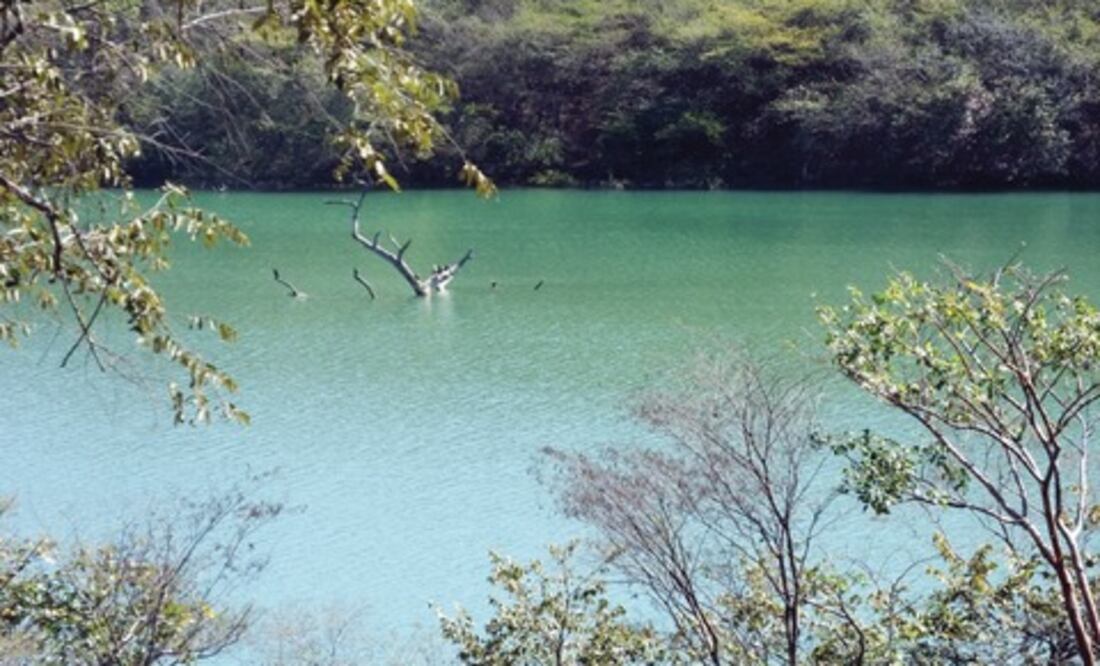 Habitantes avistaron a un cocodrilo