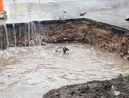 Rescatan a perrito que cayó en un socavón en Querétaro