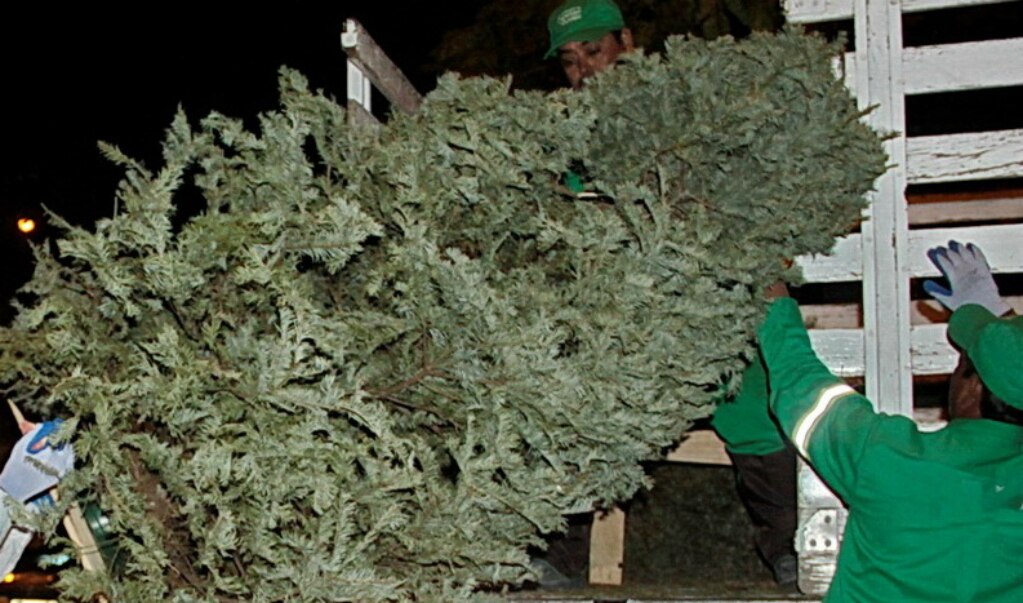 Harán recolección de pinos el próximo lunes