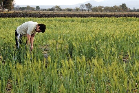 Advierten que bajó la siembra de cebada