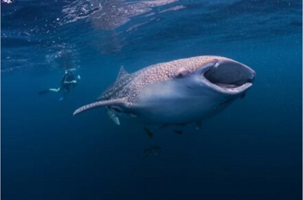 Destinos mexicanos para ver mantas gigantes y tiburones
