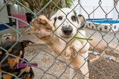 Querétaro refuerza el bienestar animal