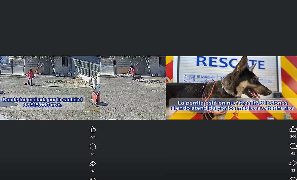 Multan con 15 mil pesos a una mujer por maltratar a una perrita en El Marqués