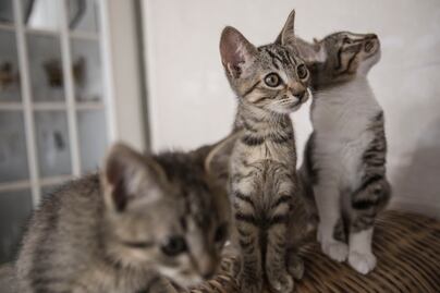 Piden no regalar mascotas estas fiestas
