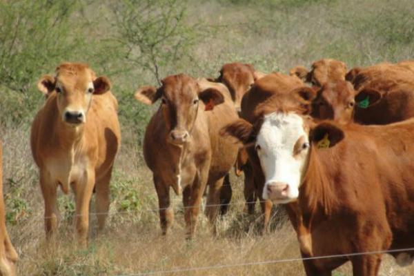 Sacrifican a 4 mil cabezas de ganado