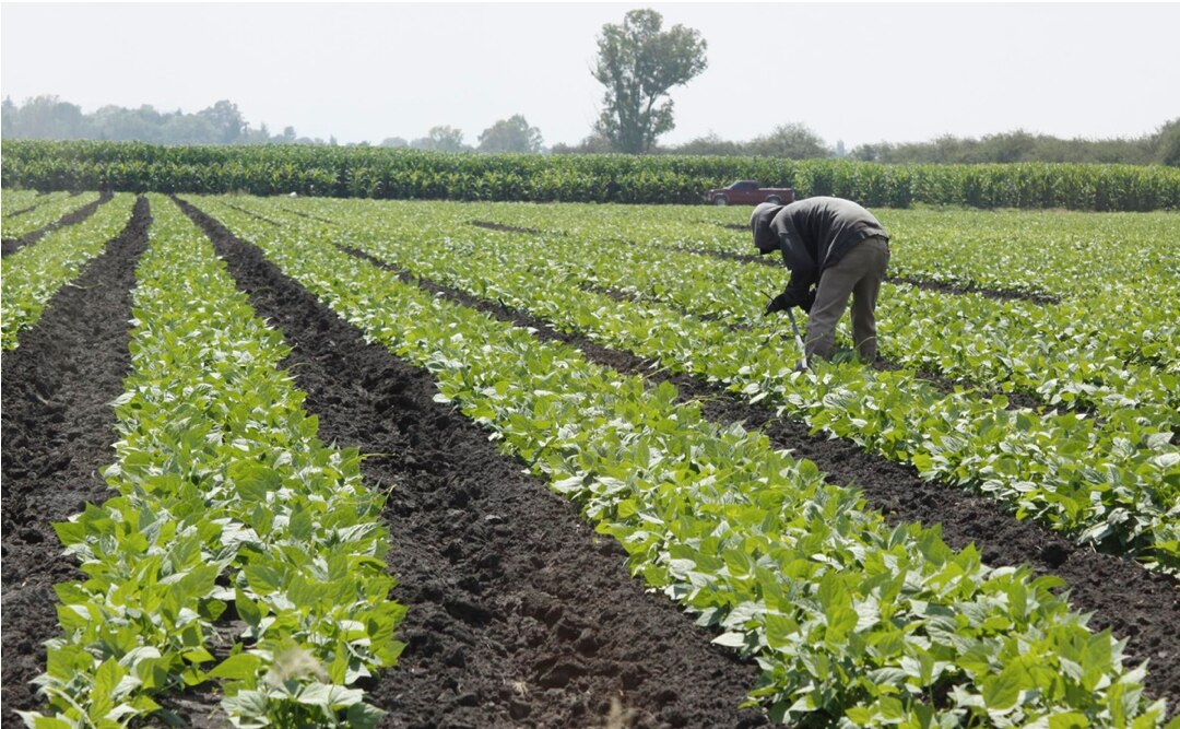 Datos de AMLO sobre apoyos al campo son falsos, aseguran campesinos