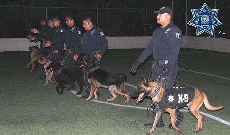 Dan Exhibición Canina en El Marqués