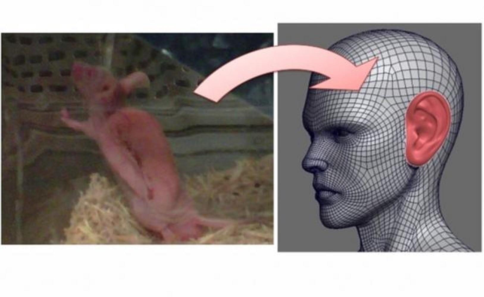 Ratón implantado con pabellón auricular, una impresión lograda con remanentes de tejido y con cirugías realizadas con técnicas modificadas; se pudo hacer crecer un pabellón auricular en el dorso de estos animales. (Cortesía Cristina Velasquillo)