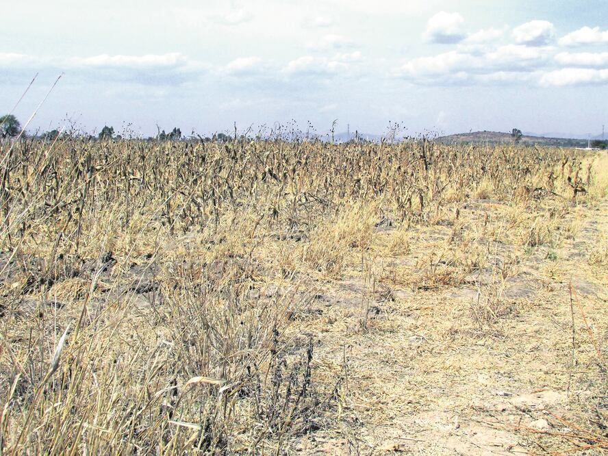 Acciones son parte del Proyecto Nacional de Restauración de Suelos Agrícolas y Ganaderos impulsado por Cofupro. /  Foto: Archivo.