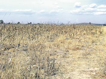 Reforestan más de 2 mil hectáreas de pastizales