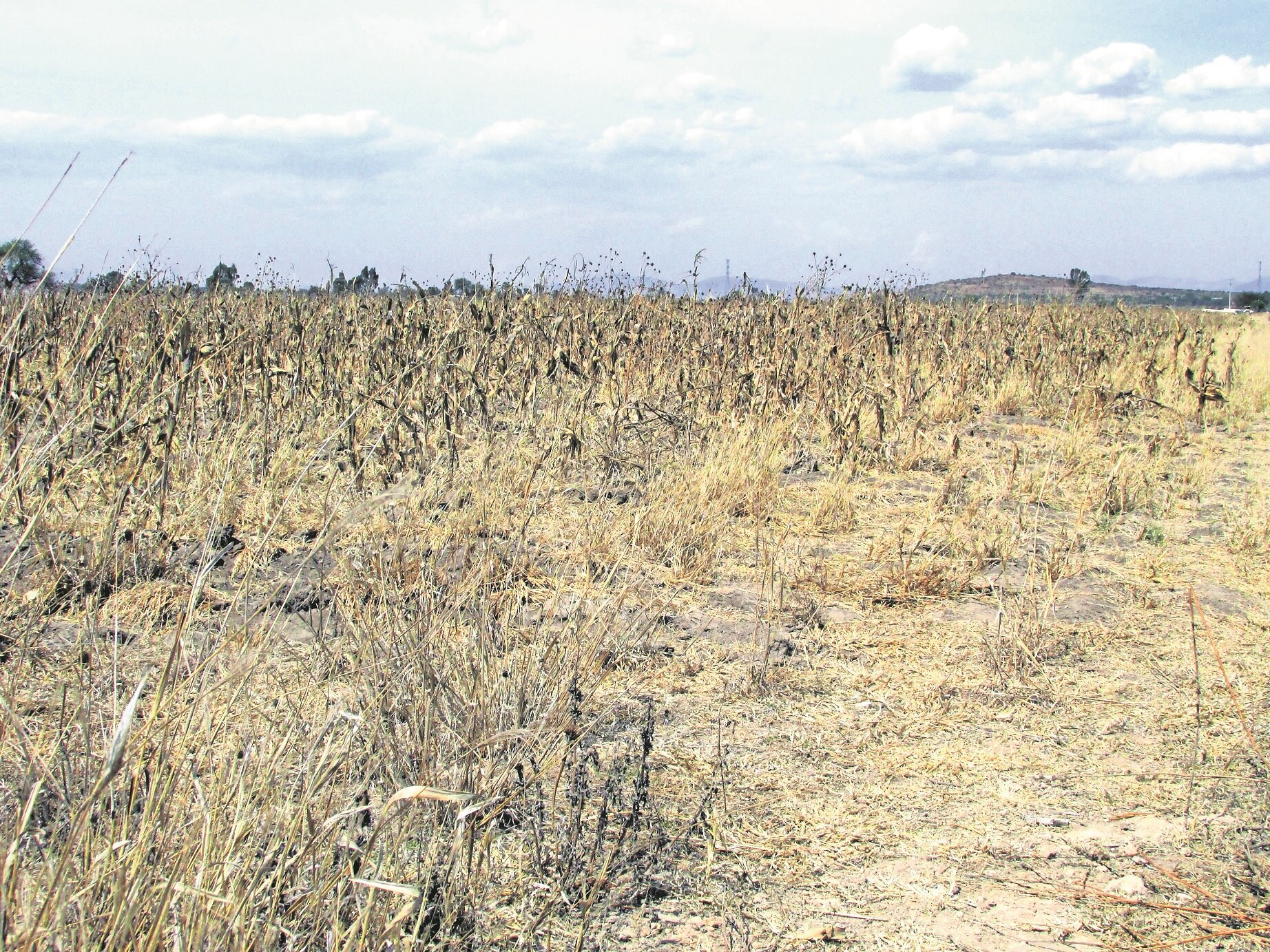 Reforestan  más de 2 mil  hectáreas de pastizales