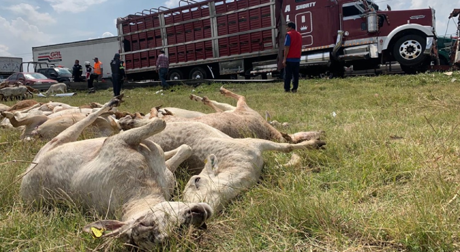 Rapiña. Vuelca camión cargado de borregos; roban 100 vivos y muertos