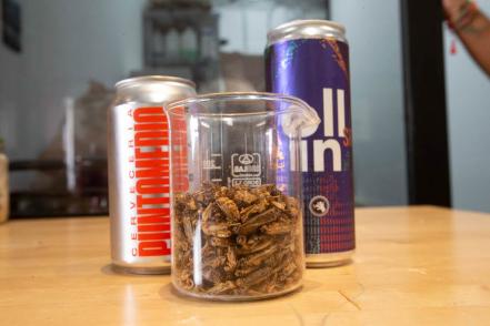 En Querétaro, elabora cerveza a base de grillos