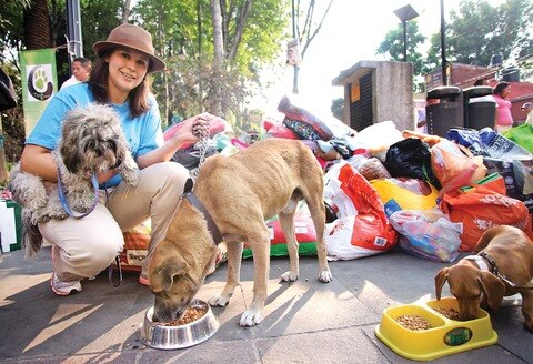 Productores de croquetas ven pérdidas