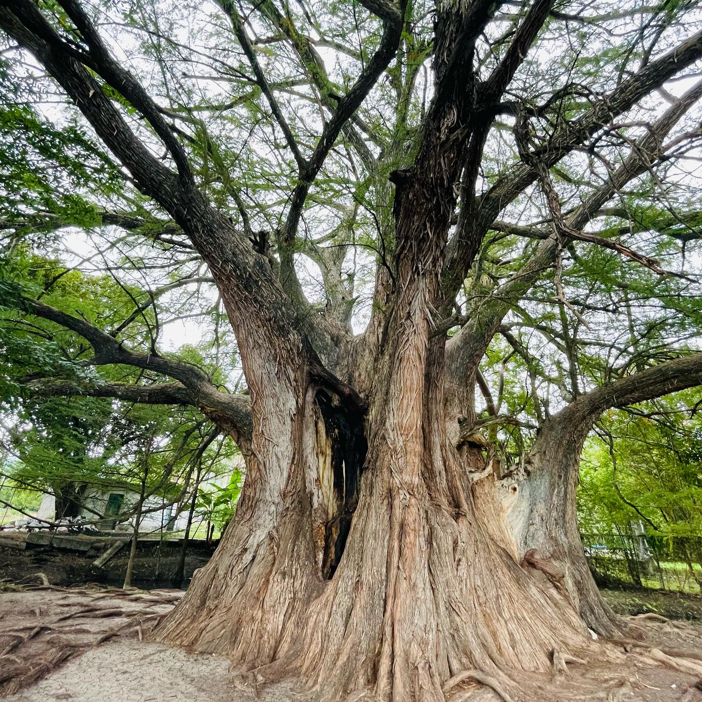 El segundo árbol más grande de México. Foto: Descubre Arroyo Seco