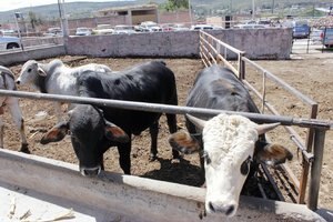 Importado, más de 80% de alimento para ganado