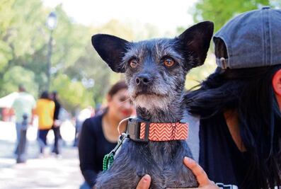 Piden cuidar a las mascotas ante ola de calor en Querétaro