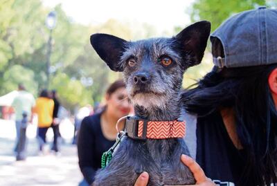 Piden cuidar a las mascotas ante ola de calor en Querétaro