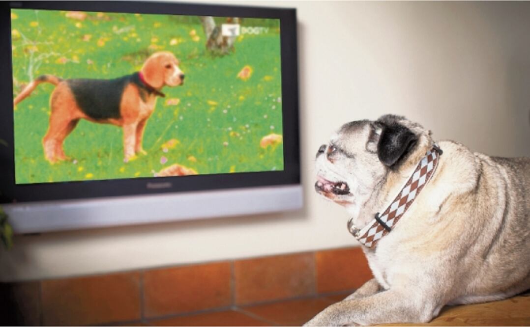 Estudios demostraron que el estrés de los animales bajaba al ver el canal. Foto: DOG