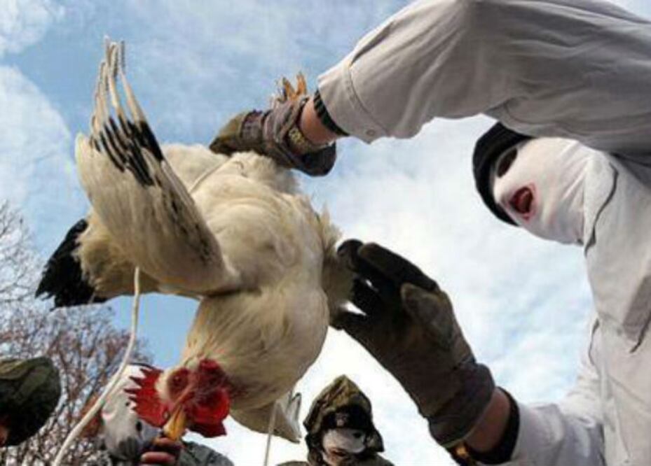 Vacunan pollos contra la gripe aviar