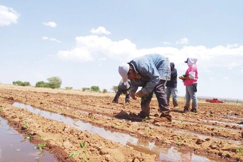 Sedea busca ahorro  de agua en el agro 