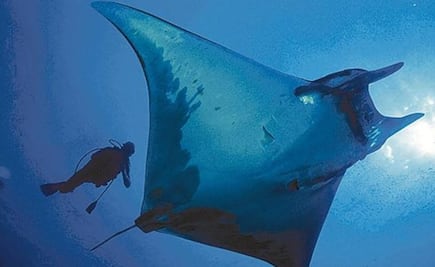Hallan en Golfo de México el primer criadero de mantarraya en el mundo