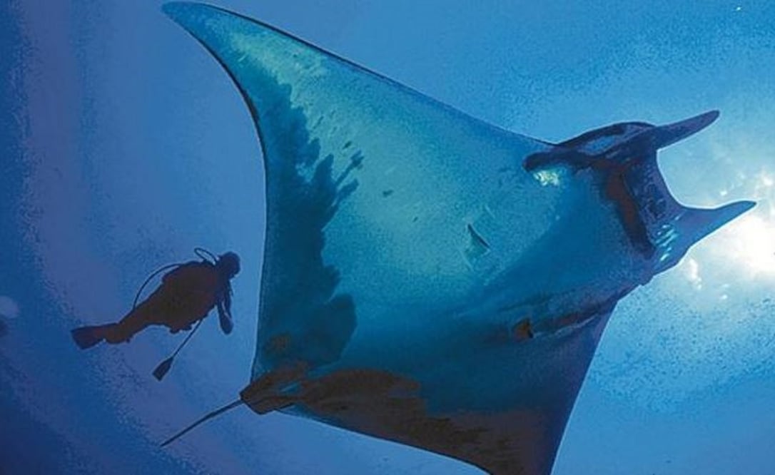 El primer criadero de mantarrayas conocido en todo el mundo ha sido localizado por la Institución de Oceanografía Scripps en el Golfo de México. Foto: Archivo EL UNIVERSAL