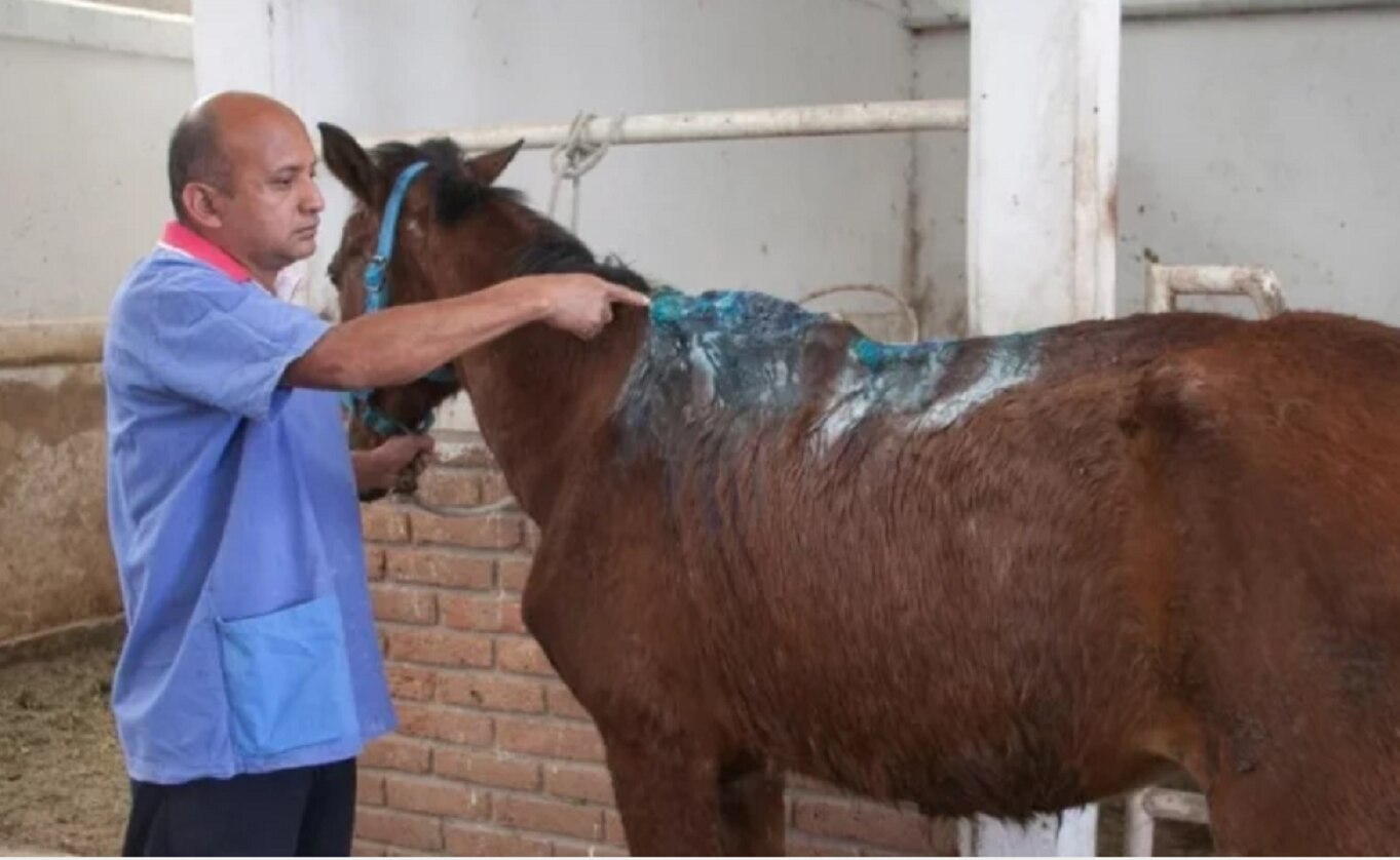 Rescatan a yegua y a perro pitbull que sufrían maltrato en Ecatepec