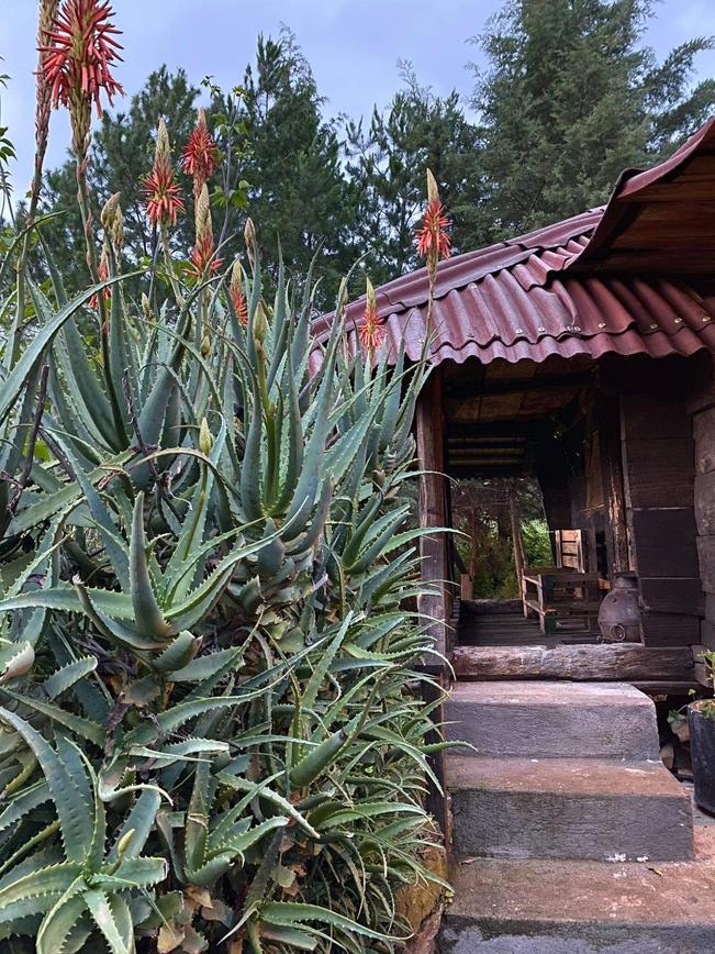 #Cuento | Puerco fundador