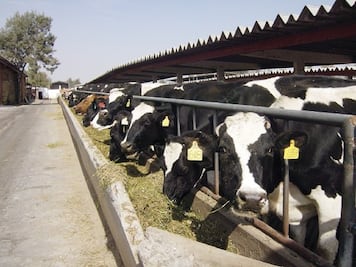 Querétaro, séptimo productor lechero